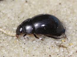 Attēlu rezultāti vaicājumam “Hydrophilidae”