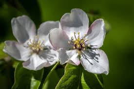 Attēlu rezultāti vaicājumam “Cydonia oblonga flower”