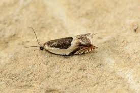 Attēlu rezultāti vaicājumam “Ancylis badiana”