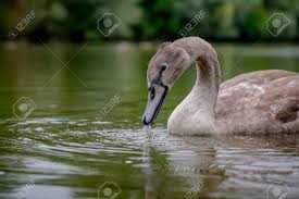 Attēlu rezultāti vaicājumam “Cygnus cygnus juvenile”