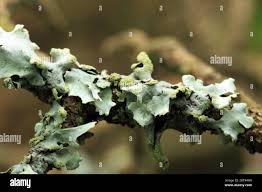 Attēlu rezultāti vaicājumam “Physcia adscendens”