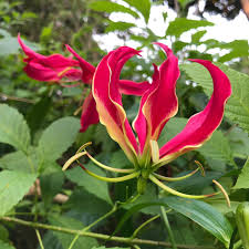 Attēlu rezultāti vaicājumam “Colchicaceae”