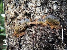 Attēlu rezultāti vaicājumam “Fuligo candida macro”