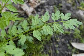 Attēlu rezultāti vaicājumam “Cardamine impatiens”