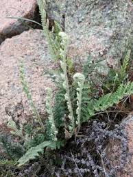 Attēlu rezultāti vaicājumam “Gentiana pneumonanthe leaf”