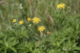 Attēlu rezultāti vaicājumam “Crepis biennis”