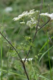 Attēlu rezultāti vaicājumam “Cnidium dubium”