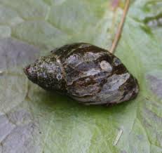 Attēlu rezultāti vaicājumam “Lymnaeidae”