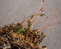 Attēlu rezultāti vaicājumam “Atrichum flavisetum”