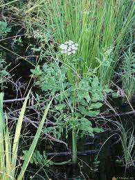 Attēlu rezultāti vaicājumam “Sium latifolium”