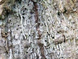 Attēlu rezultāti vaicājumam “Thelopsis rubella”