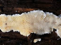 Attēlu rezultāti vaicājumam “Postia sericeomollis”