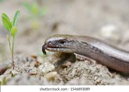 Attēlu rezultāti vaicājumam “Anguis fragilis adult”