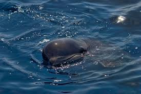 Image result for Globicephala melas