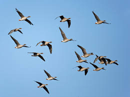 Image result for Anser fabalis