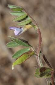 Attēlu rezultāti vaicājumam “Vicia lathyroides”