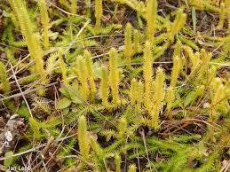 Attēlu rezultāti vaicājumam “Lycopodiella inundata”