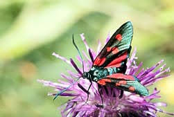Attēlu rezultāti vaicājumam “Zygaena lonicerae”