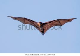 Attēlu rezultāti vaicājumam “Chiroptera”