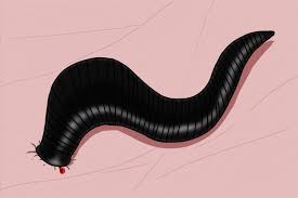 Attēlu rezultāti vaicājumam “Annelides”