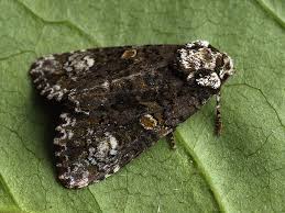 Attēlu rezultāti vaicājumam “Craniophora ligustri”