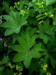 Attēlu rezultāti vaicājumam “Alchemilla vulgaris aggr. bud”