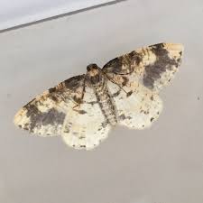 Attēlu rezultāti vaicājumam “Ligdia adustata”