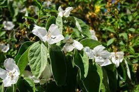 Attēlu rezultāti vaicājumam “Cydonia oblonga flower”