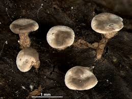 Attēlu rezultāti vaicājumam “Diderma hemisphaericum”