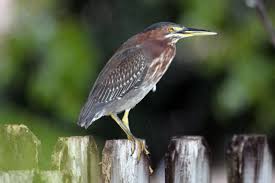 Image result for Butorides virescens