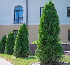 Attēlu rezultāti vaicājumam “Thuja plicata”