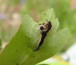 Attēlu rezultāti vaicājumam “Urocystis anemones spores”