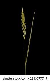 Attēlu rezultāti vaicājumam “Elytrigia repens leaf”