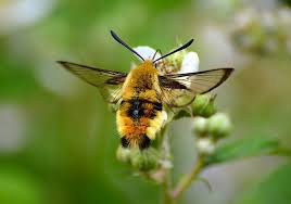 Attēlu rezultāti vaicājumam “Hemaris tityus”