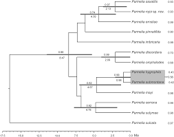 Attēlu rezultāti vaicājumam “Parmelia submontana”
