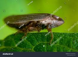 Attēlu rezultāti vaicājumam “Aphrophora nymph”