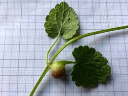 Attēlu rezultāti vaicājumam “Liposthenes glechomae”