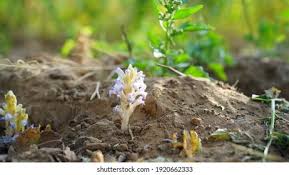 Attēlu rezultāti vaicājumam “Orobanche coerulescens bud”