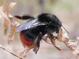 Attēlu rezultāti vaicājumam “Bombus lapidarius”