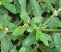 Attēlu rezultāti vaicājumam “Amaranthaceae”