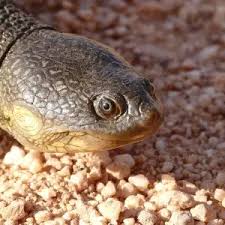 Attēlu rezultāti vaicājumam “Comatricha pulchella macro”