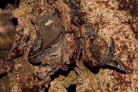 Attēlu rezultāti vaicājumam “Euplexia lucipara”