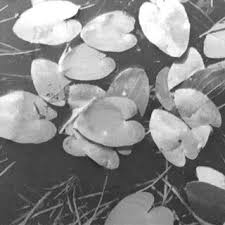 Attēlu rezultāti vaicājumam “Scardia boletella pupa”