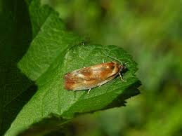 Attēlu rezultāti vaicājumam “Eulia ministrana”