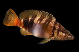 Image result for Serranus scriba