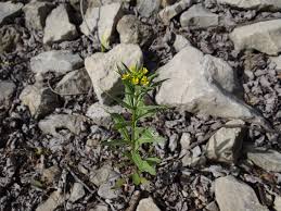Attēlu rezultāti vaicājumam “Erysimum cheiranthoides flower”