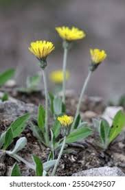 Attēlu rezultāti vaicājumam “Pilosella officinarum bud”