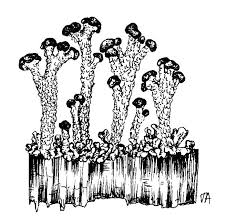Attēlu rezultāti vaicājumam “Cladonia botrytes”