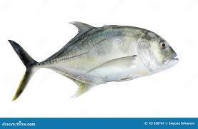Image result for Caranx ignobilis