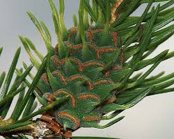 Attēlu rezultāti vaicājumam “Adelges laricis nymph”